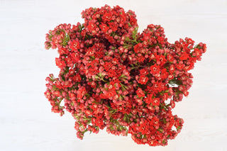 Buy Online High quality and Fresh Pretty Red Kalanchoe - Greenchoice Flowers