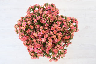 Buy Online High quality and Fresh Lovable Pink Kalanchoe - Greenchoice Flowers