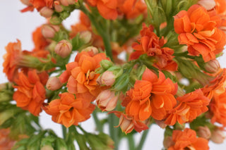 Buy Online High quality and Fresh Warm Orange Kalanchoe - Greenchoice Flowers