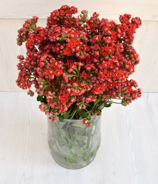 Buy Online High quality and Fresh Pretty Red Kalanchoe - Greenchoice Flowers