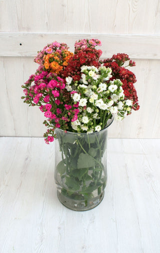 Buy Online High quality and Fresh Assorted Kalanchoe - Greenchoice Flowers