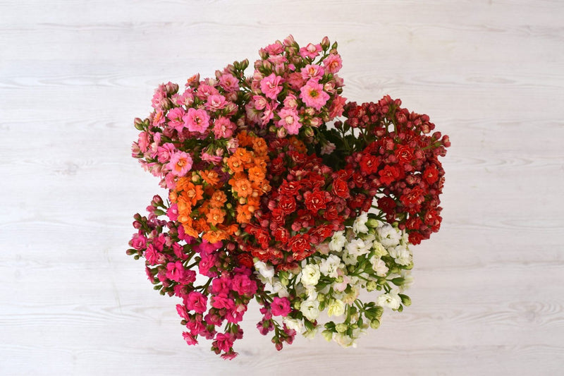 Buy Online High quality and Fresh Assorted Kalanchoe - Greenchoice Flowers
