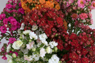 Buy Online High quality and Fresh Assorted Kalanchoe - Greenchoice Flowers