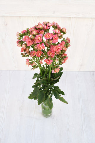 Buy Online High quality and Fresh Lovable Pink Kalanchoe - Greenchoice Flowers