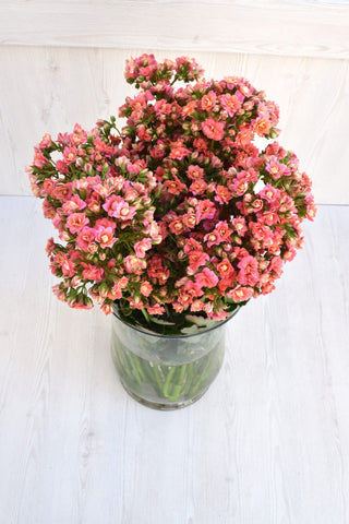 Buy Online High quality and Fresh Lovable Pink Kalanchoe - Greenchoice Flowers