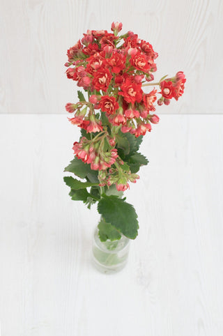 Buy Online High quality and Fresh Pretty Red Kalanchoe - Greenchoice Flowers