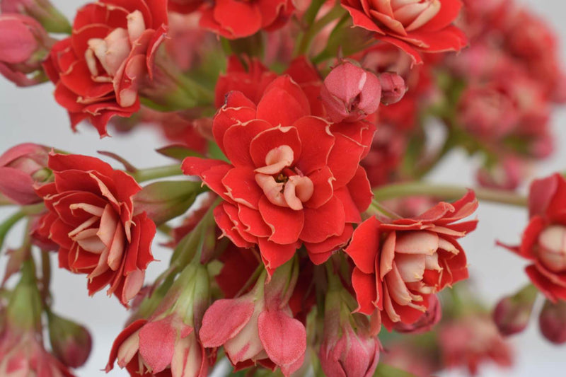Buy Online High quality and Fresh Pretty Red Kalanchoe - Greenchoice Flowers