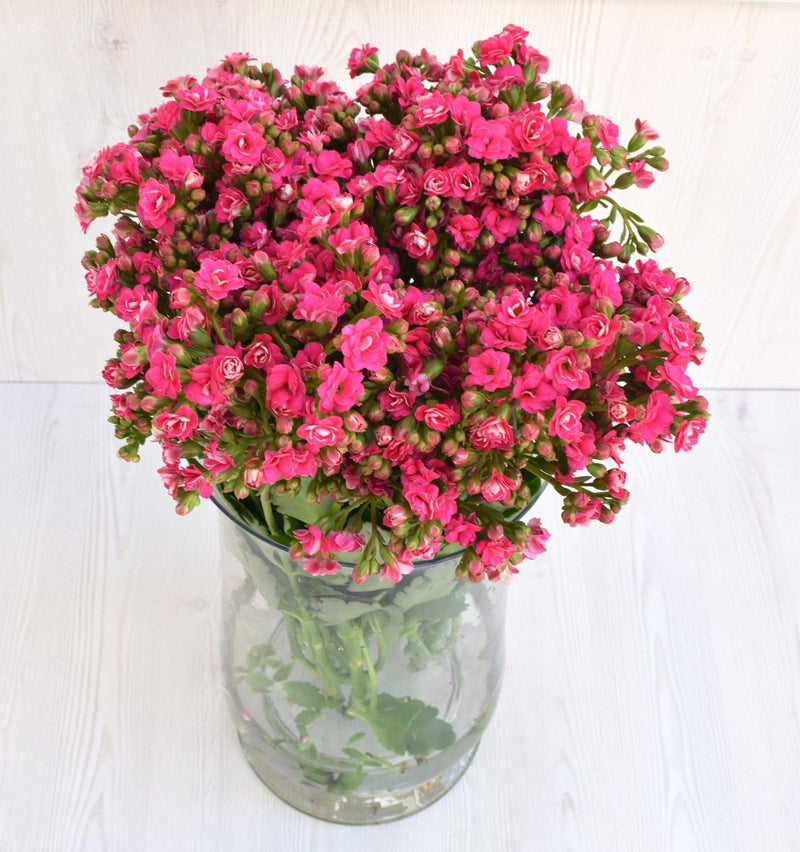 Buy Online High quality and Fresh Sweet Pink Kalanchoe - Greenchoice Flowers
