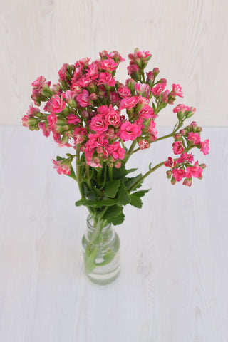 Buy Online High quality and Fresh Sweet Pink Kalanchoe - Greenchoice Flowers