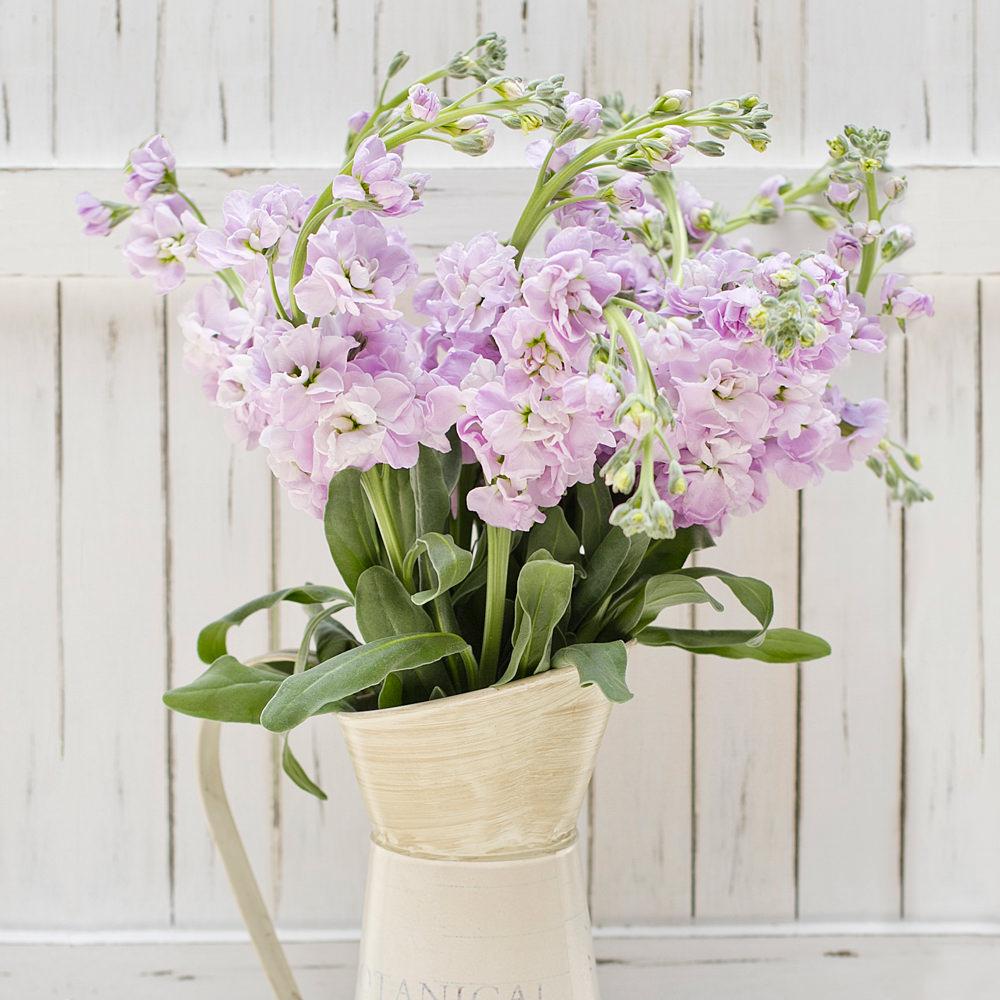 lavender stock flower Lavender Stock Foliage Greenery (Fresh Cut)