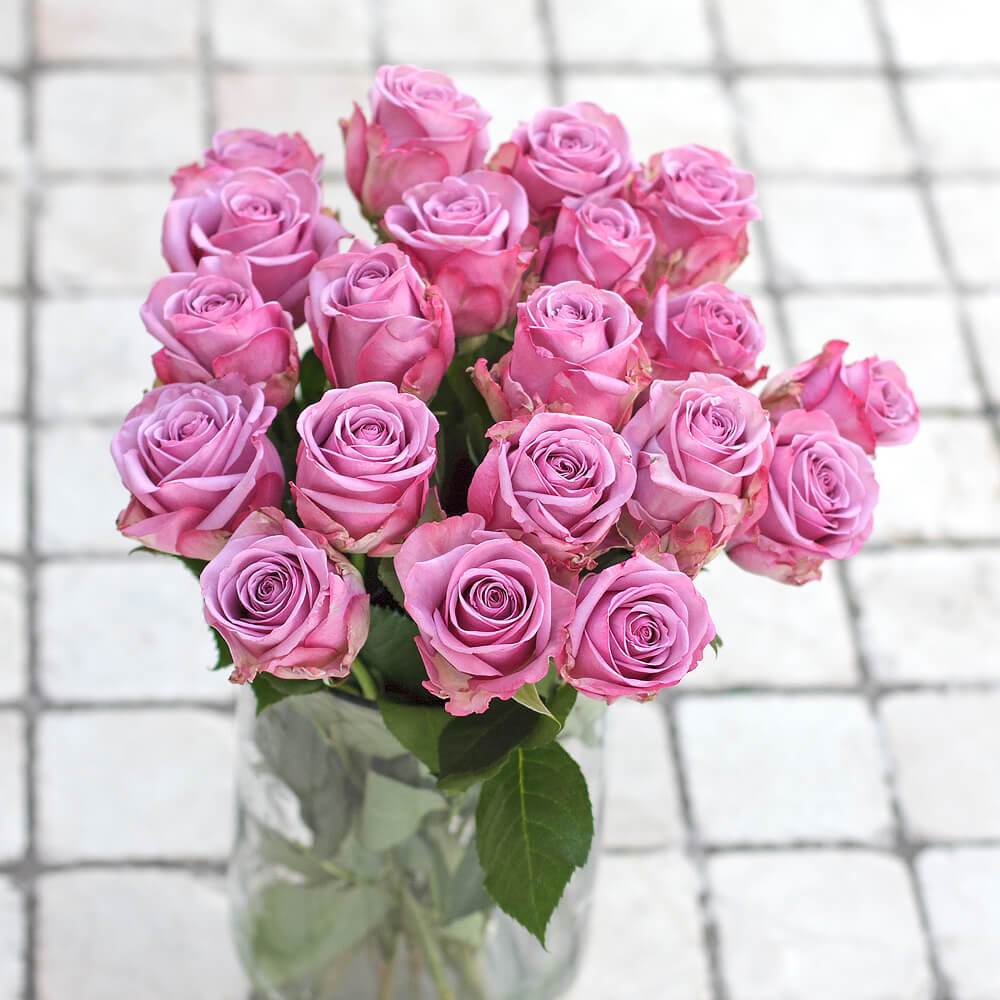 lavender rose plants Farm Direct 50 Stems Fresh Cut Lavender Roses