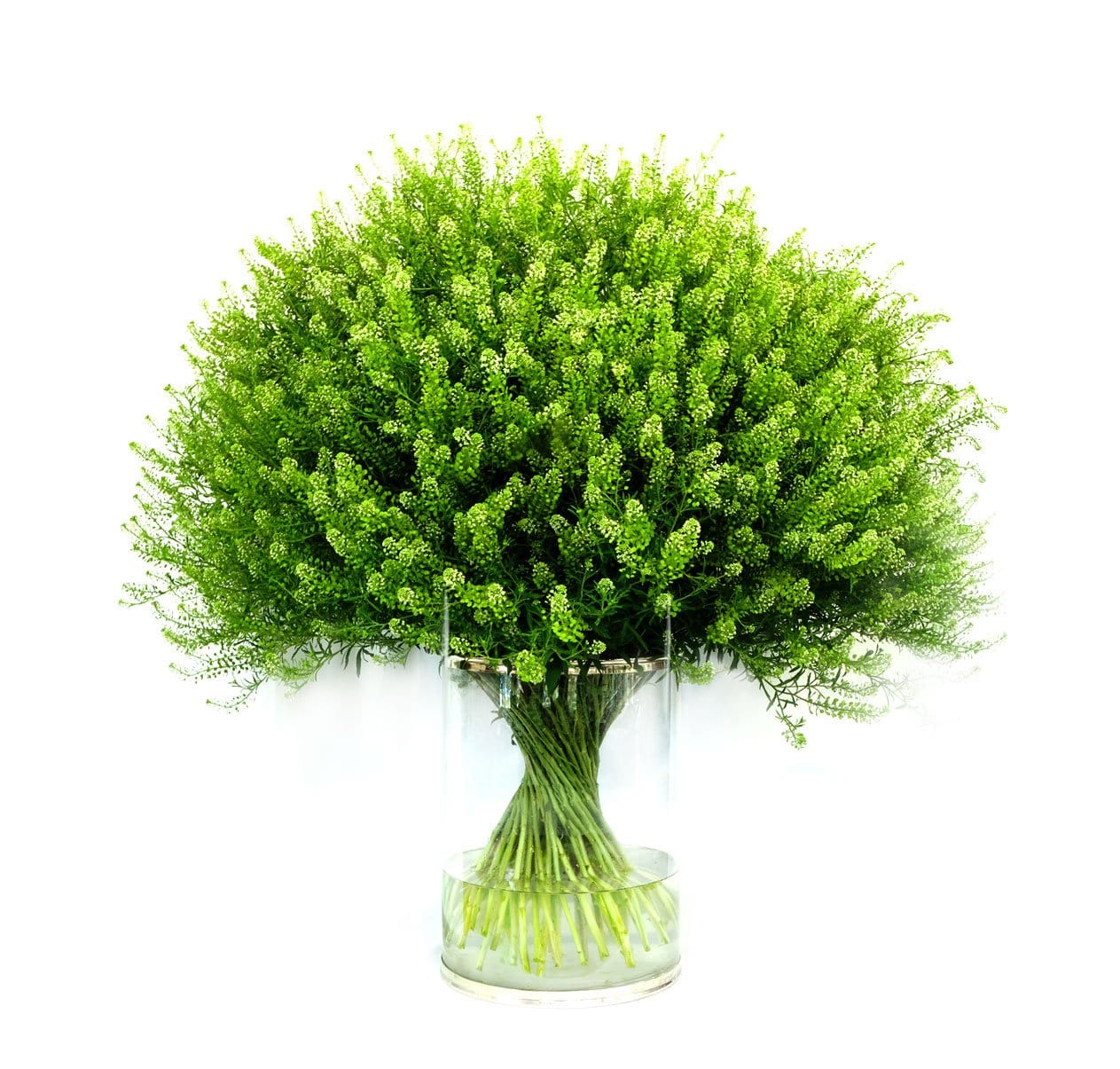 Thlaspi Green Bell  Wholesale Cut Flowers Direct