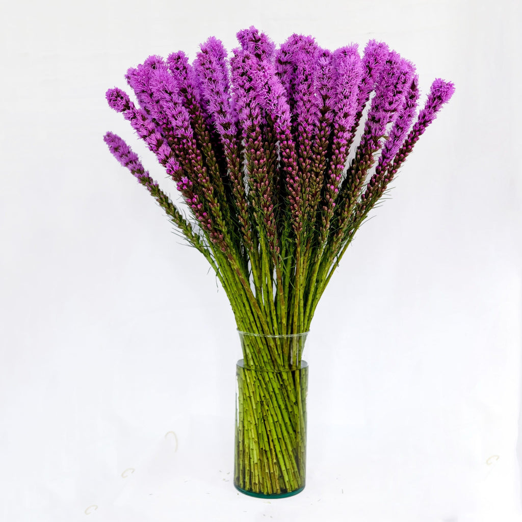 Buy Online High quality and Fresh Liatris Purple - Greenchoice Flowers