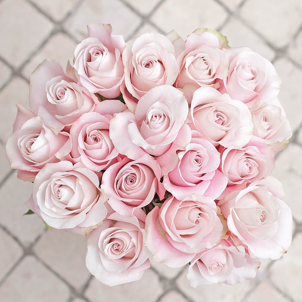 Pink Roses Cut Pale Pink Roses Bouquet