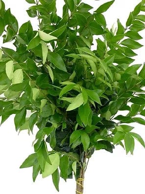 Ligustrum Greenery Foliage (Fresh Cut)
