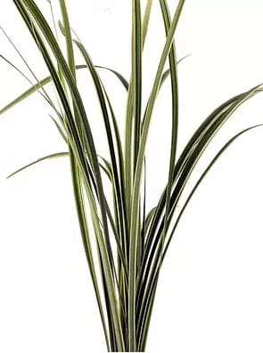 Lily Grass Variegated Greenery Foliage (Fresh Cut)