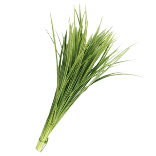 Buy Online High quality and Fresh Lily Grass Variegated Greenery - Greenchoice Flowers