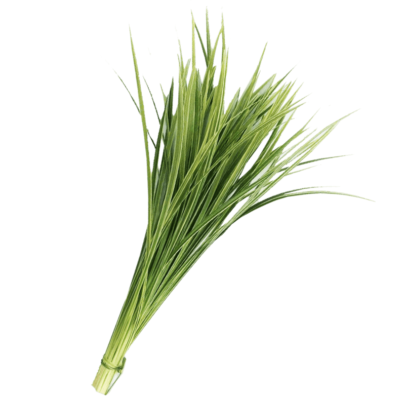 Buy Online High quality and Fresh Lily Grass Variegated Greenery - Greenchoice Flowers