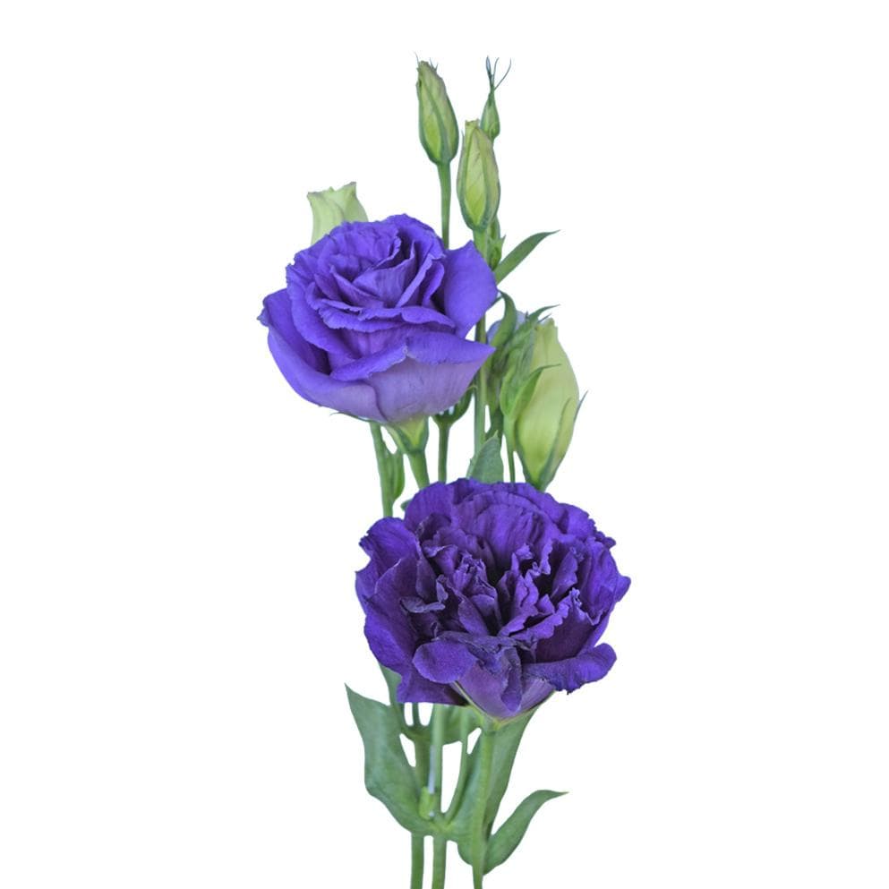 Buy Online High quality and Fresh Blue Lisianthus - Greenchoice Flowers