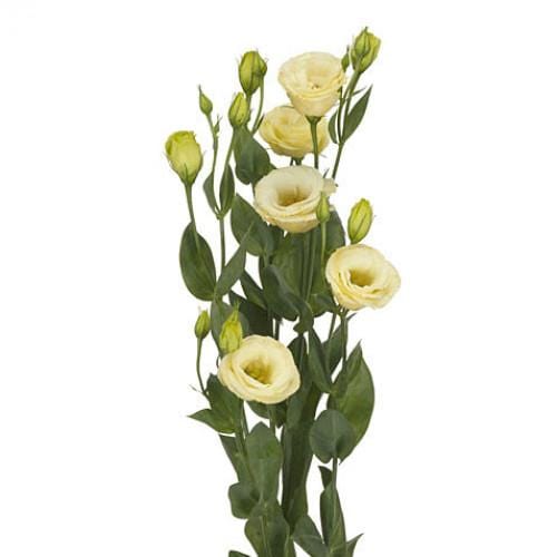 Buy Online High quality and Fresh Cream Lisianthus - Greenchoice Flowers