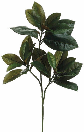 Buy Online High quality and Fresh Magnolia Greenery - Greenchoice Flowers