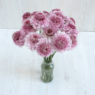 Buy Online High quality and Fresh Marshmallow Scoop Scabiosa - Greenchoice Flowers