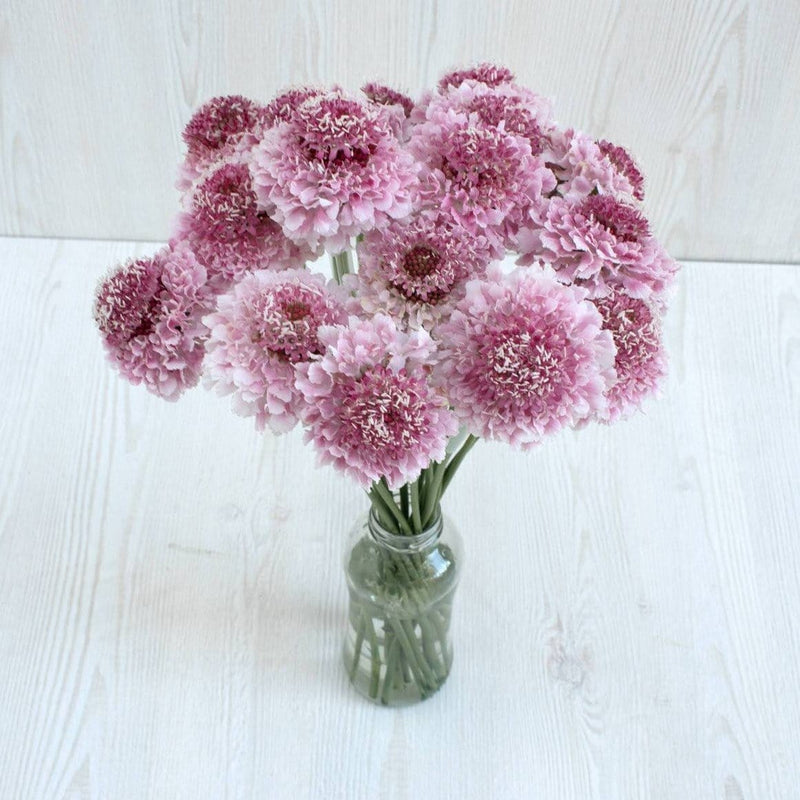 Buy Online High quality and Fresh Marshmallow Scoop Scabiosa - Greenchoice Flowers