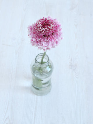 Buy Online High quality and Fresh Marshmallow Scoop Scabiosa - Greenchoice Flowers