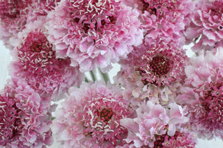 Buy Online High quality and Fresh Marshmallow Scoop Scabiosa - Greenchoice Flowers