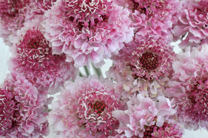 Buy Online High quality and Fresh Marshmallow Scoop Scabiosa - Greenchoice Flowers