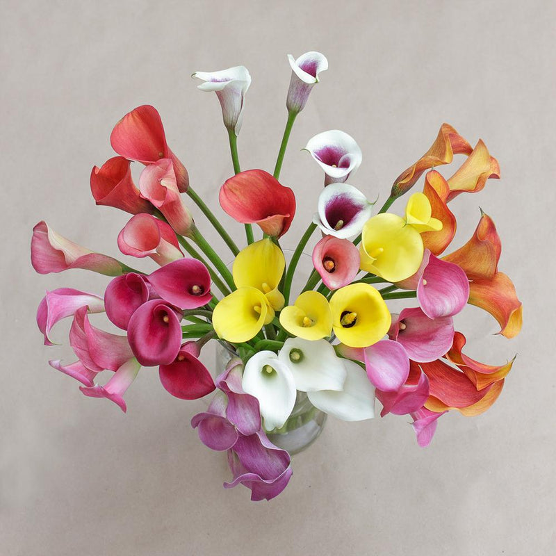 Buy Online High quality and Fresh Assorted Mini Callas - Greenchoice Flowers