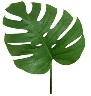 Monstera Large 18" - 24"