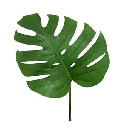 where to cut monstera leaves Monstera Leaves Greenery Medium 12"-18" (Fresh Cut) – Greenchoice Flowers