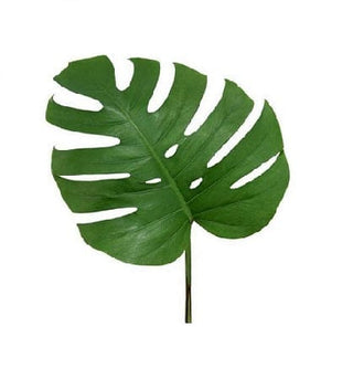 Monstera Leaves Greenery Small 8"-12" (Fresh Cut)