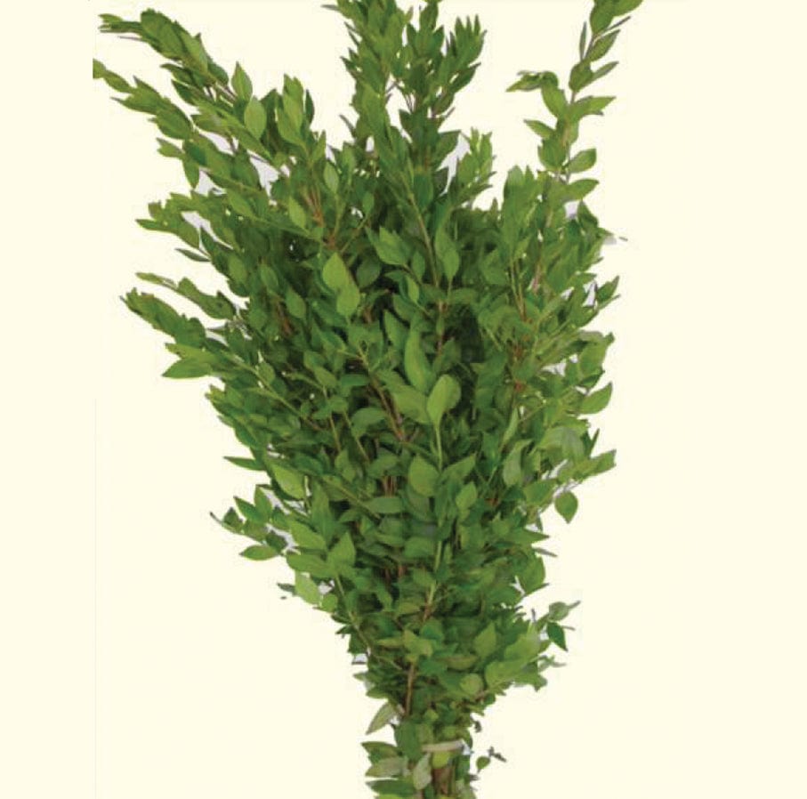 Fresh Cut Myrtle Greenery Foliage