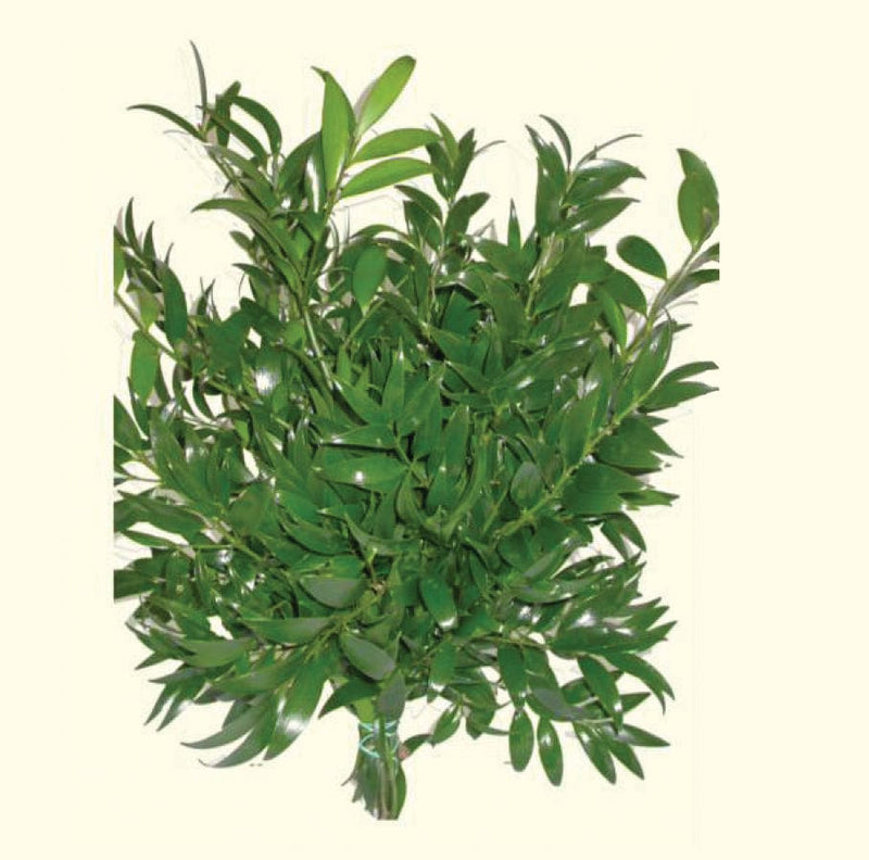 Nagi Podocarpus Greenery Foliage (Fresh Cut)