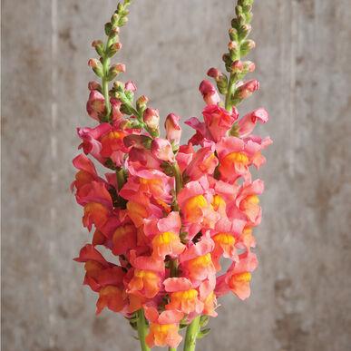 Buy Online High quality and Fresh Orange Snapdragon - Greenchoice Flowers