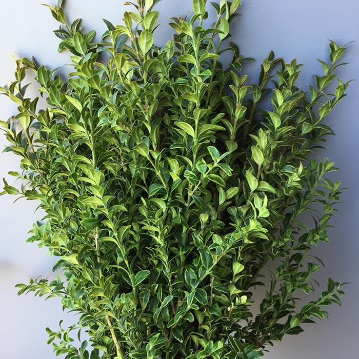 Oregonia Branches Greenery Foliage (Fresh Cut) – Greenchoice Flowers