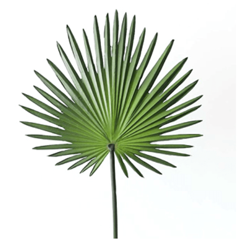 palmetto palm plants Palmetto Fan Palm 12"-15" Greenery Foliage (Fresh Cut) – Greenchoice Flowers