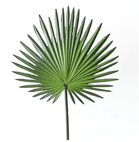 Palmetto Fan Palm 12"-15" Greenery Foliage (Fresh Cut)