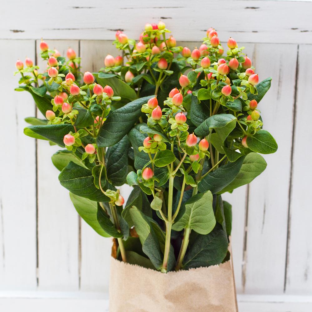 Buy Online High quality and Fresh Peach Spray Hypericum - Greenchoice Flowers