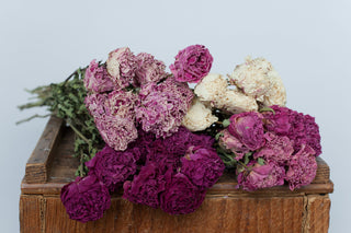 Buy Online High quality and Fresh Peony Assorted Natural - Greenchoice Flowers