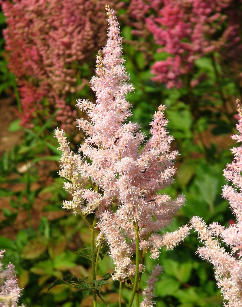 Buy Online High quality and Fresh Light Pink Astilbe - Greenchoice Flowers
