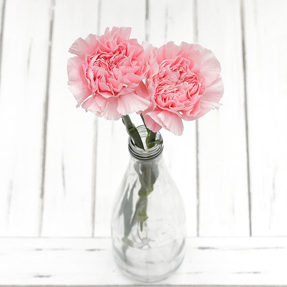 Light Pink Carnation Bunch