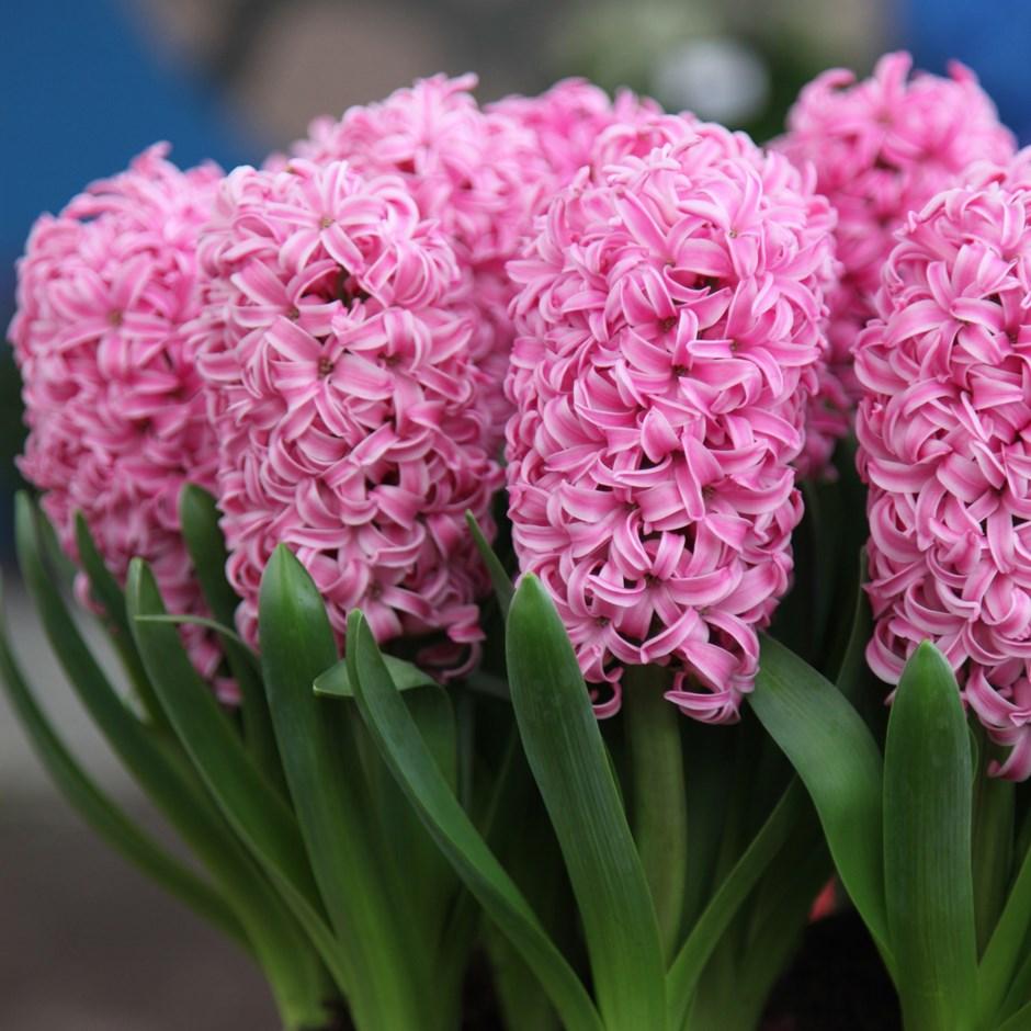 Buy Online High quality and Fresh Pink Hyancith - Greenchoice Flowers