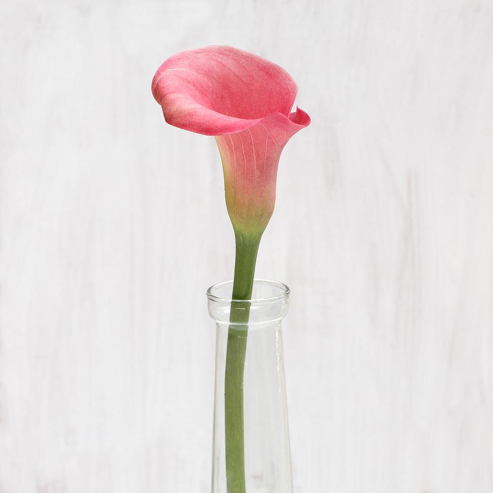 Buy Online High quality and Fresh Light Pink Mini Calla - Greenchoice Flowers