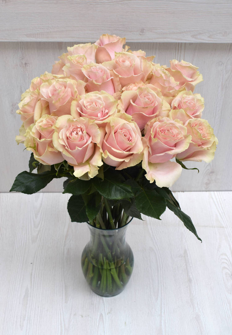 Buy Online High quality and Fresh Pink Mondial Rose - Greenchoice Flowers