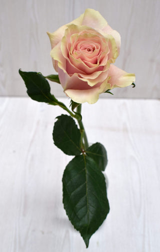 Buy Online High quality and Fresh Pink Mondial Rose - Greenchoice Flowers