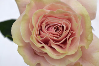 Buy Online High quality and Fresh Pink Mondial Rose - Greenchoice Flowers