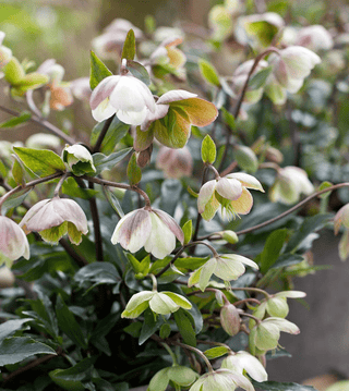 Buy Online High quality and Fresh White Helleborus - Greenchoice Flowers